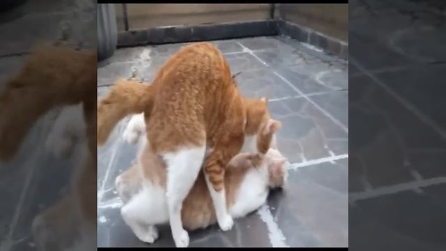 ❤️बिल्ली कैसे सेक्स करती है 😆billi And Billu #shorts #entertainment ...