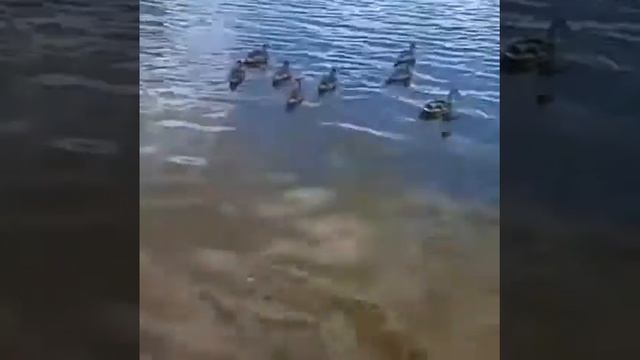 Субботняя прогулка. Кормим уток. На речке. В жару поближе к воде. смотреть онлайн
