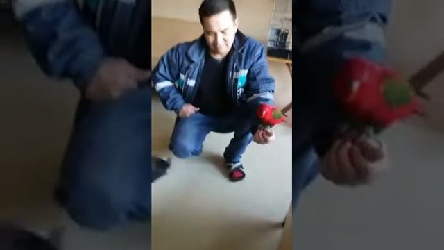 Попугай дразнит собаку смотреть онлайн