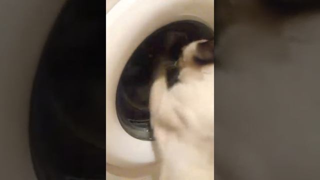 Кузя стирает смотреть онлайн