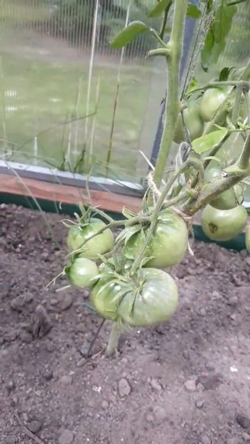 Царь колокол