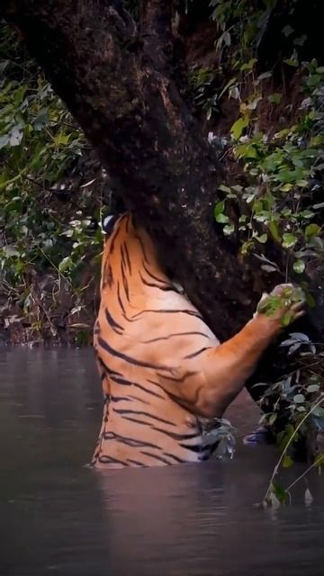 sigma rules | jungle safari tour video #love #shorts #reels #status #fun #video #tigerking #music смотреть онлайн