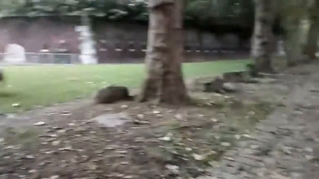 На улицах Бельгии ходят овцы смотреть онлайн