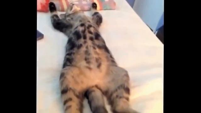 10Топ самых взрывающе смешных роликов с животными. смотреть онлайн