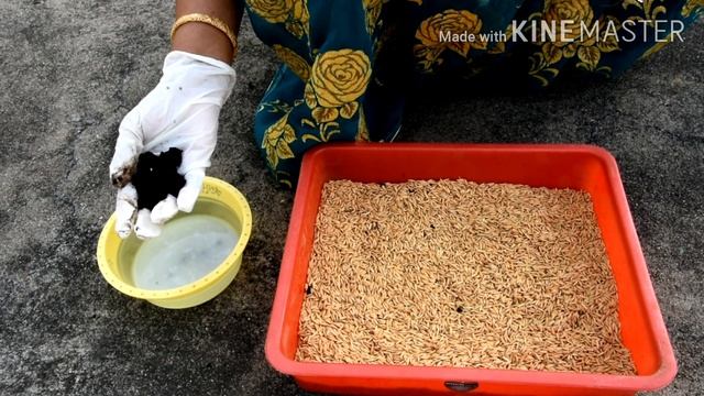 அசோஸ்பைரில்லம் பயன்பாடு / Usage of Azospirillum смотреть онлайн