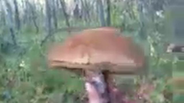 Вот такие вот подосиновики мы нашли) смотреть онлайн