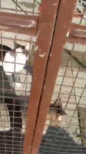 Mishu Suri KodKod 2021 01 01 at 12 30 01 смотреть онлайн