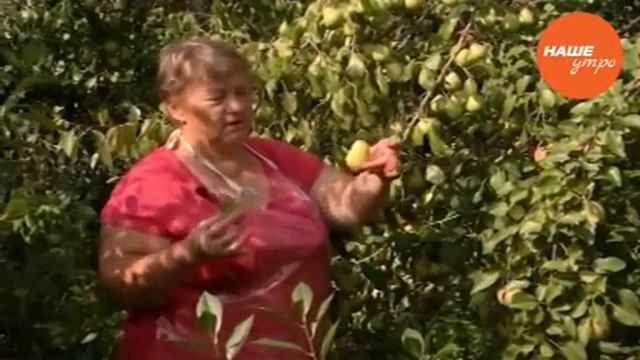 Лечим грушу