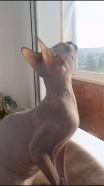 Донской сфинкс смотреть онлайн