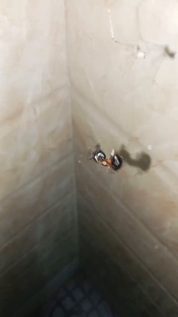 spider vs bullet ant 😱😱 ।। #shorts #spider #ant смотреть онлайн