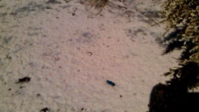 Tiger Beetle - Cicindela scutellaris unicolor and Habitat смотреть онлайн