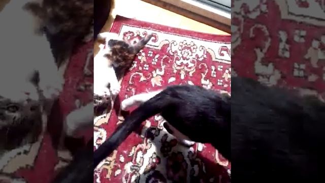 Mira & Marie & Sushi смотреть онлайн