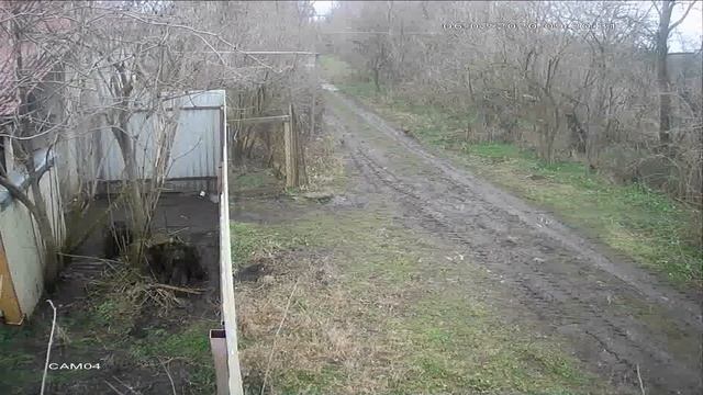 По улице гуляет семейка фазанов смотреть онлайн