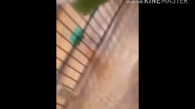 Кролик показывает свой дом смотреть онлайн