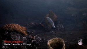 Пикайя одно из первых хордовых