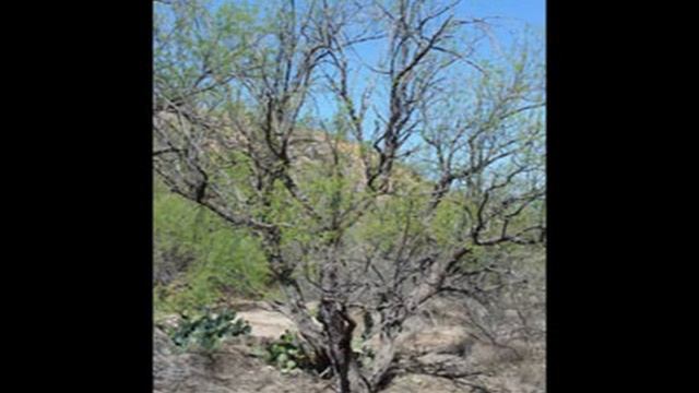 Santa Rita Experimental Range - School of Natural Resources and the Environment смотреть онлайн