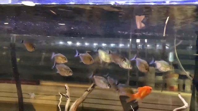 Кормление пираний малышек смотреть онлайн