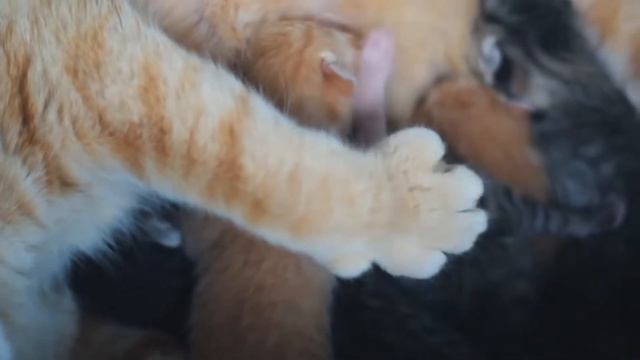 9 УДИВИТЕЛЬНЫХ СЕКРЕТОВ, КОТОРЫЕ КОШКИ СКРЫВАЮТ ОТ ХОЗЯЕВ. смотреть онлайн