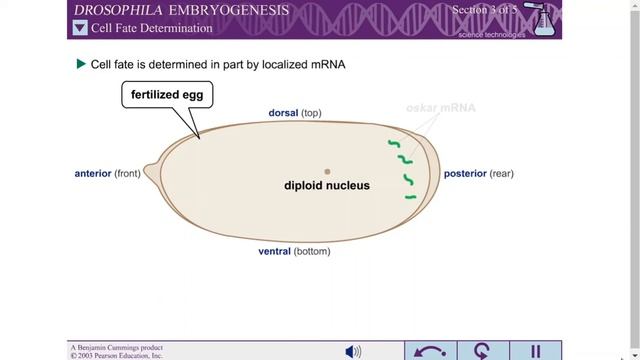 DROSOPHILA EMBRYOGENESIS смотреть онлайн