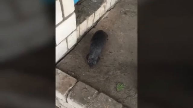 Приключения Кузи) смотреть онлайн