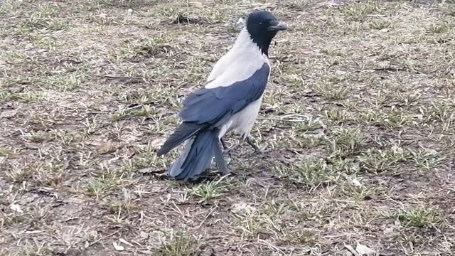 Молодая пара ворон занимается перепелиным яйцом / Young Pair of crows work on quail egg смотреть онлайн
