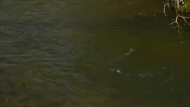 The Best Of Wyoming Fly Fishing: A Compilation смотреть онлайн