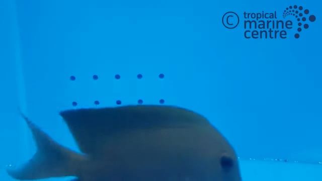 Orange Stripe Kole Tang, Ctenochaetus striatus смотреть онлайн