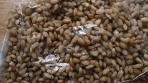 Наращивание триходермы на перловке. 1 часть - подготовка зерна и заселение.