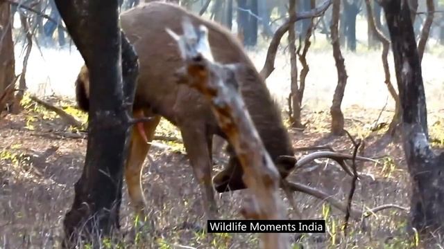 DEER MATING ("DEER RUT") : RARE MATING BEHAVIOR OF SAMBAR DEER DECODED..!!!! смотреть онлайн