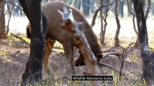 DEER MATING («DEER RUT») : RARE MATING BEHAVIOR OF SAMBAR DEER DECODED..!!!!