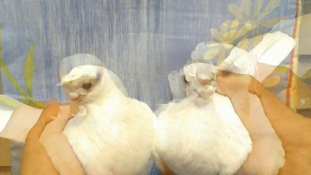 узбекские декаративные голуби .... Özbek süs güver смотреть онлайн