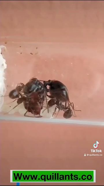 minicolonia messor tienda #ants #messorbarbarus #ant #hormigas #antkeeping #shorts смотреть онлайн