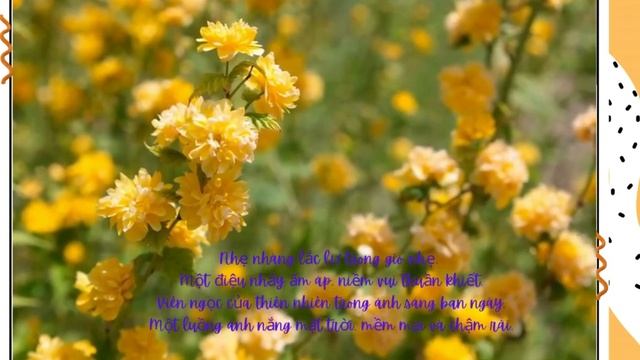 Thanh lịch loài hoa Kerria Nhật Bản смотреть онлайн