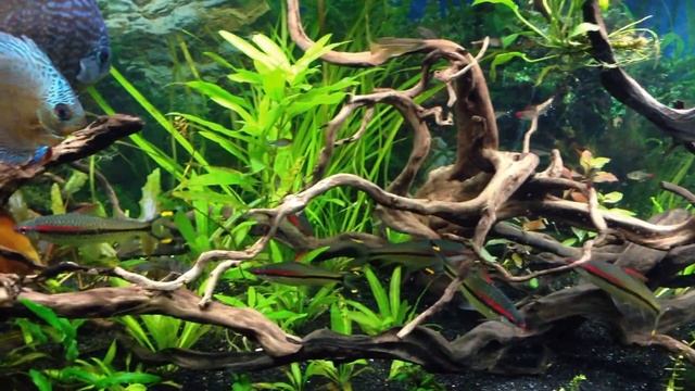 Discus 5 foot смотреть онлайн