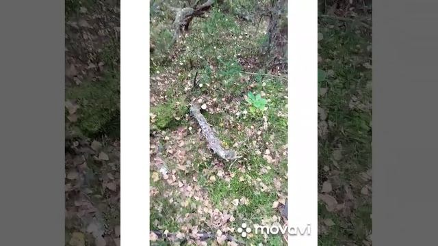 #жизньвбеловежскойпуще#беловежскаяпуща#самыйдревнийлесевропы# Вот и рассвет!!!и новый грибной денё смотреть онлайн