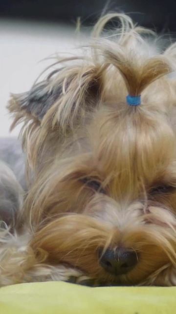 DOGS and HEAD PRESSING😮😮🐕😥#shorts смотреть онлайн