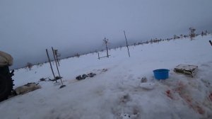 Весенняя охота на гуся 2024