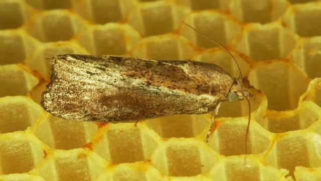 TERNYATA ADA LOH HEWAN ATAU MAKHLUK YANG DAPAT MENGURAI SAMPAH!!! [KILAS UNIK]