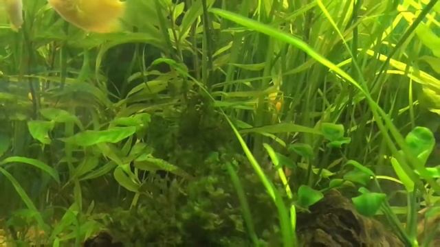 Severum is afraid of Sumatra Barbus. смотреть онлайн