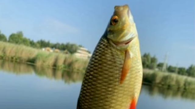 Краснопёрка.Все о рыбе смотреть онлайн