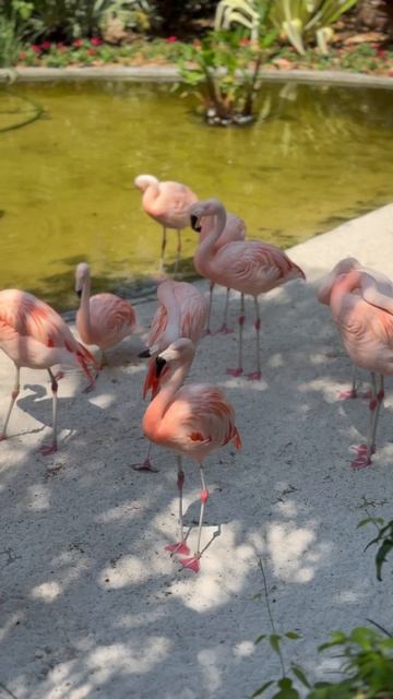 Почему он так делает? #фламинго #птицы #животные #зоопарк #природа #сша #америка #zoo #bird #animal смотреть онлайн