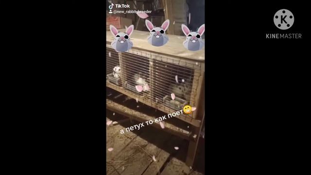окрол, новорожденные крольчата, обзор молодняка смотреть онлайн