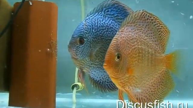 zmeya mir смотреть онлайн