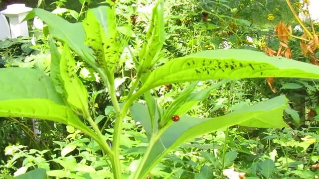 A ladybug hunting aphids on a sunchoke plant смотреть онлайн