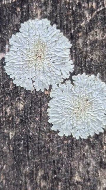 Lichen On Tree Playa Del Carmen Mexico Fungi Life #fungus #fungal #beautiful #tropical #plant #whit