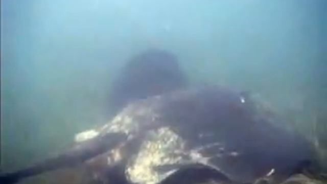 Chasing a Sting Ray смотреть онлайн