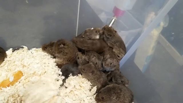 Мышиный ужин смотреть онлайн