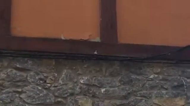 Trepariscos смотреть онлайн