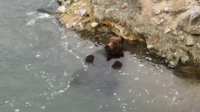 медведь отдыхающий the bear is vacationer смотреть онлайн