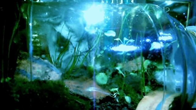 Вечный террариум